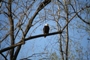 Bald Eagle at Bay Harbor Marina